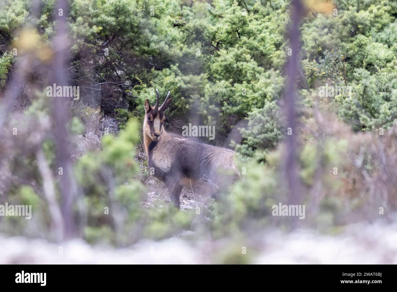 Camoscio appenninico, Rupicapra pyrenaica ornata, un animale tipico della regione italiana dell'Abruzzo, nell'Italia centrale. Foto Stock