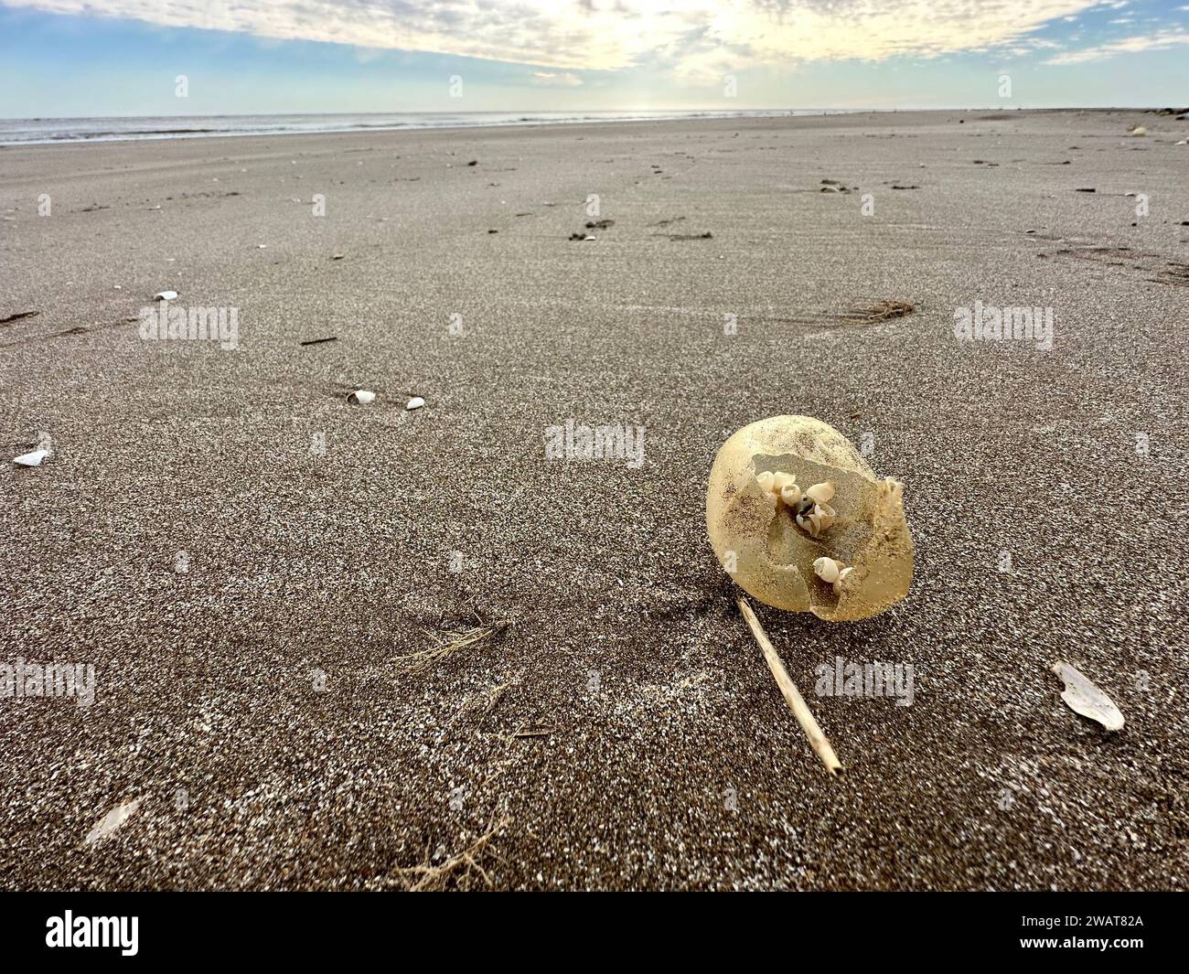 Uova di gasteropodi giganti sulla spiaggia della costa argentina. Uova con piccole lumache all'interno. Oggetto astratto sulla spiaggia. Foto Stock