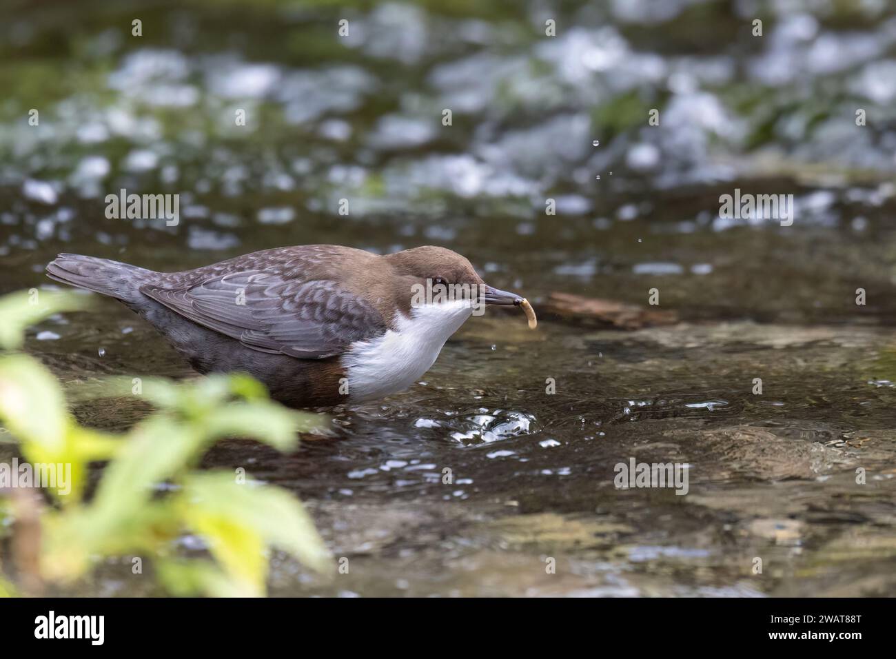 Immersione a gola bianca (Cinclus cinclus) in un torrente di montagna in Italia. Foto Stock