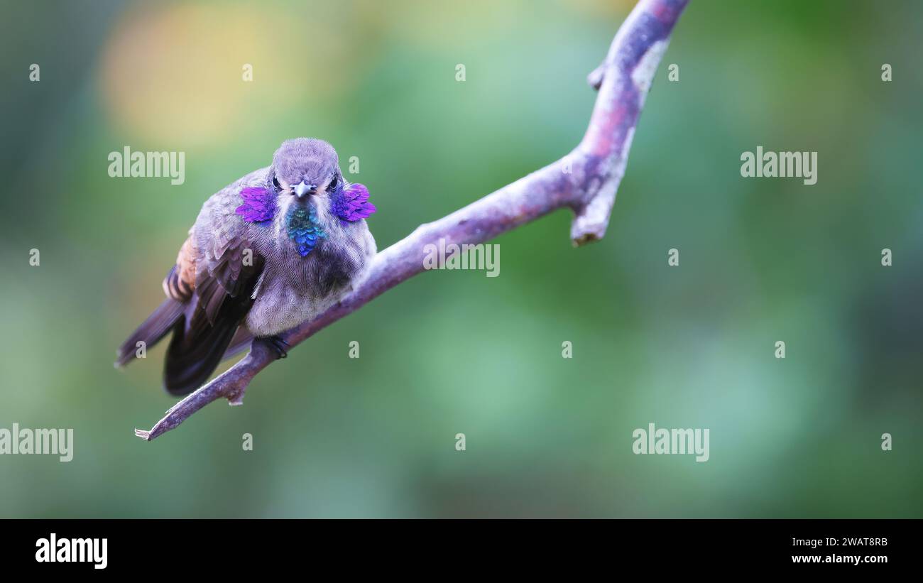 Orecchie di violetto marrone in mostra, colibrì della Colombia Foto Stock