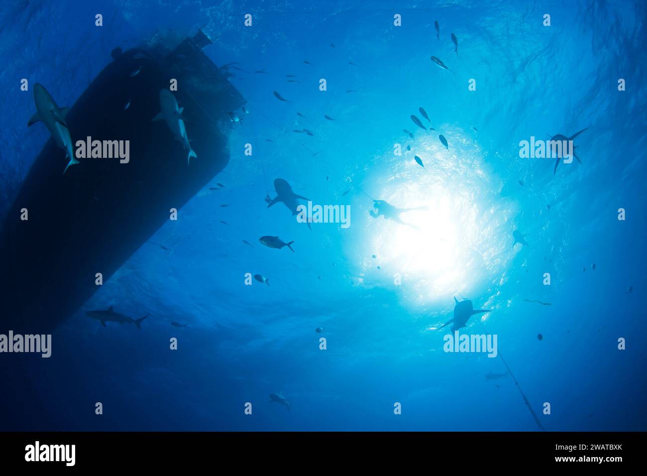 Gli squali della barriera corallina caraibica (Carcharhinus perezi) e le immersioni subacquee contro la superficie, viste dal basso. Tiger Beach, Bahamas Foto Stock