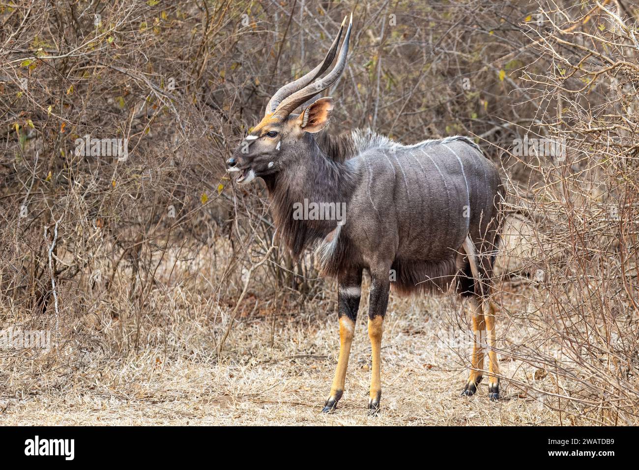 Nyala, male, Majete Wildlife Reserve, Malawi Foto Stock