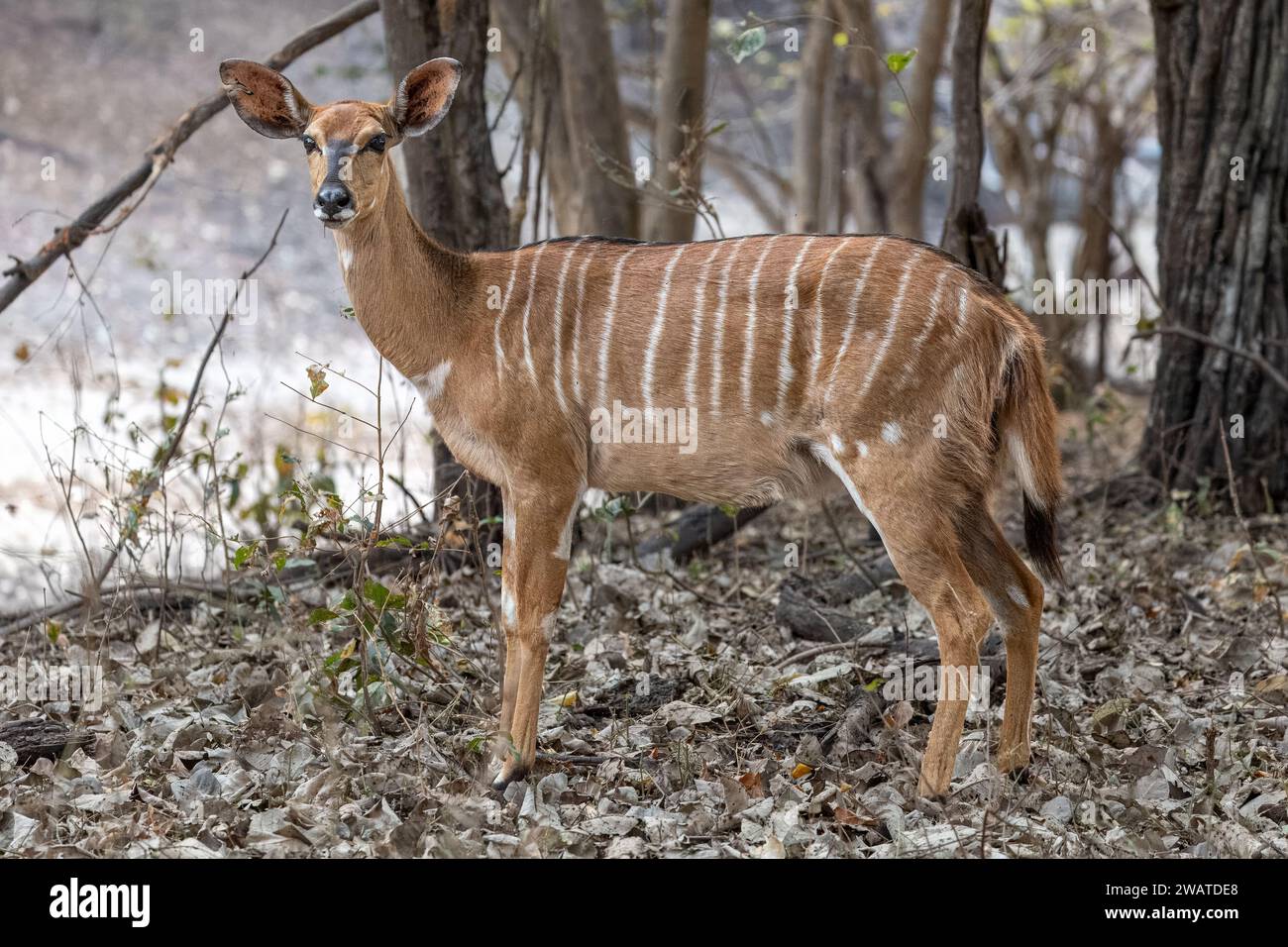 Nyala, femmina, Majete Wildlife Reserve, Malawi Foto Stock