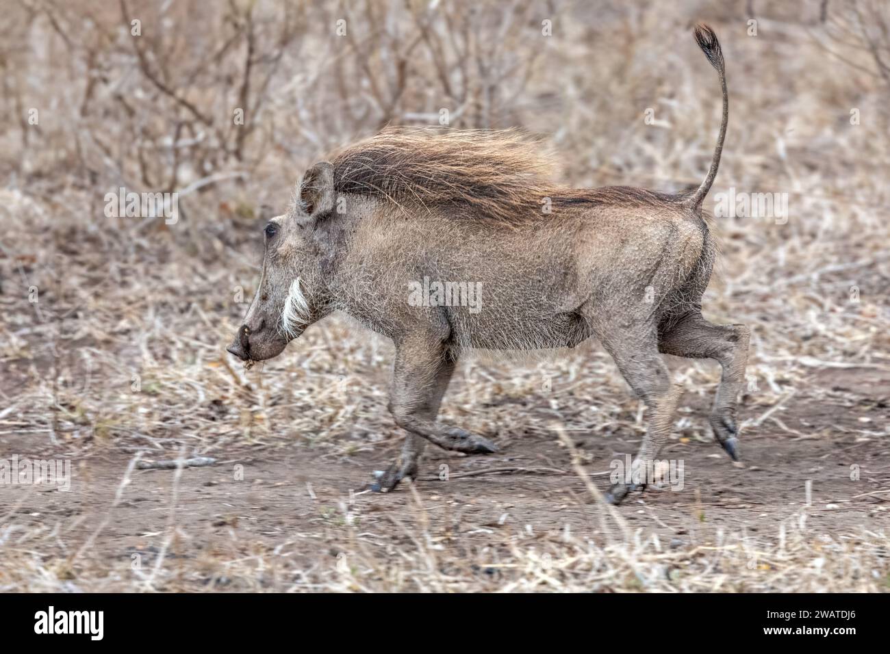 Warthog Piglet, Running, Majete Wildlife Reserve, Malawi Foto Stock