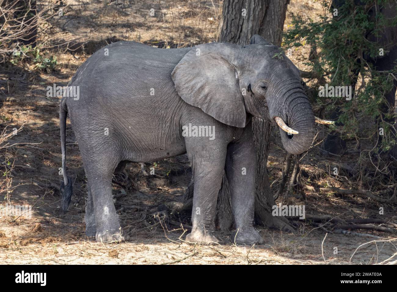 Young Elephant, Eating, Shire River, Majete Wildlife Reserve, Malawi Foto Stock