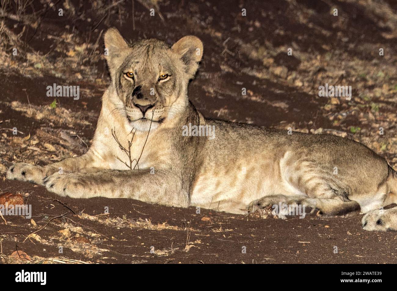Lioness, Majete Wildlife Reserve, Malawi. Notte. Foto Stock