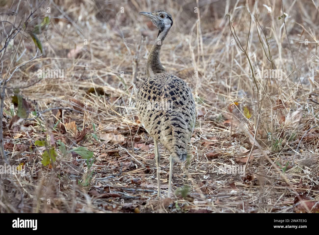 Otarda dai becchi neri, riserva naturale di Majete, Malawi Foto Stock