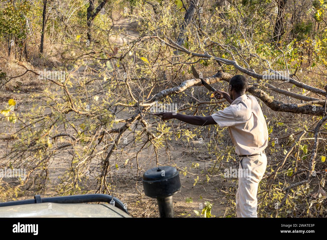 Raddrizzare l'albero caduto a causa dell'elefante, nel tardo pomeriggio, riserva naturale di Majete, Malawi Foto Stock