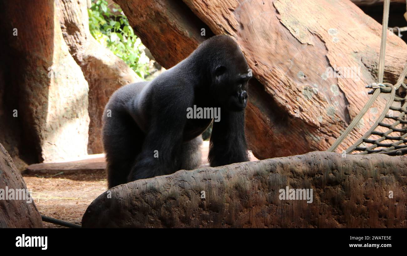 Un Gorilla in prigionia umana Foto Stock