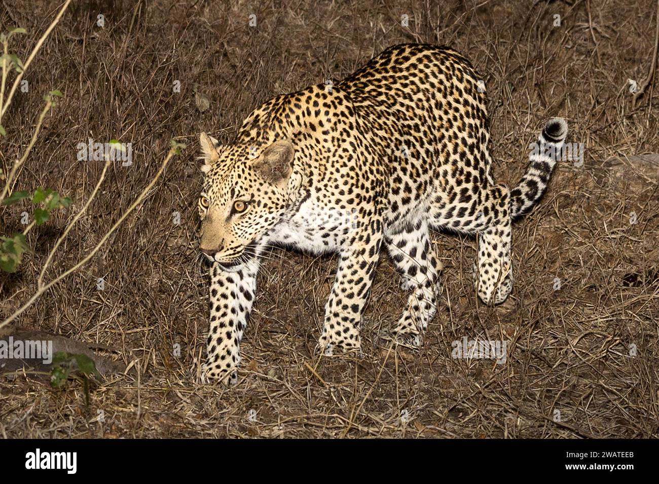 Leopardo, femmina, a caccia, riserva naturale di Majete, Malawi Foto Stock