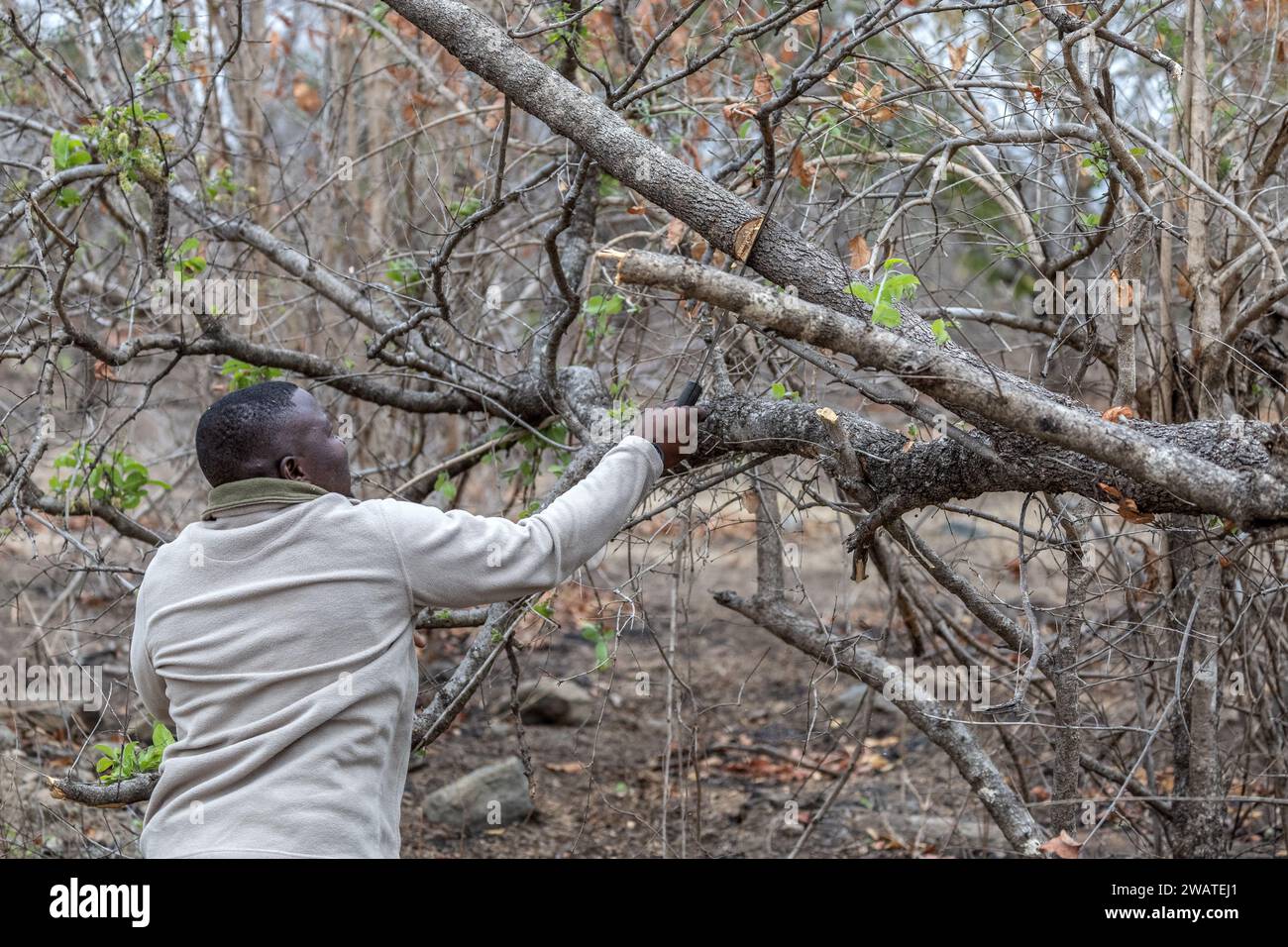 Ripulire la pista dell'albero caduto a causa dell'elefante, con machete, Majete Wildlife Reserve, Malawi Foto Stock