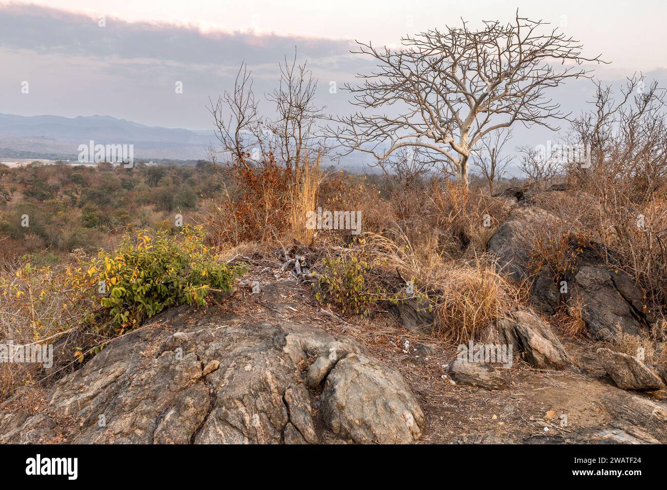 Crepuscolo, grande albero di castagno stellare, riserva naturale di Majete, Malawi Foto Stock