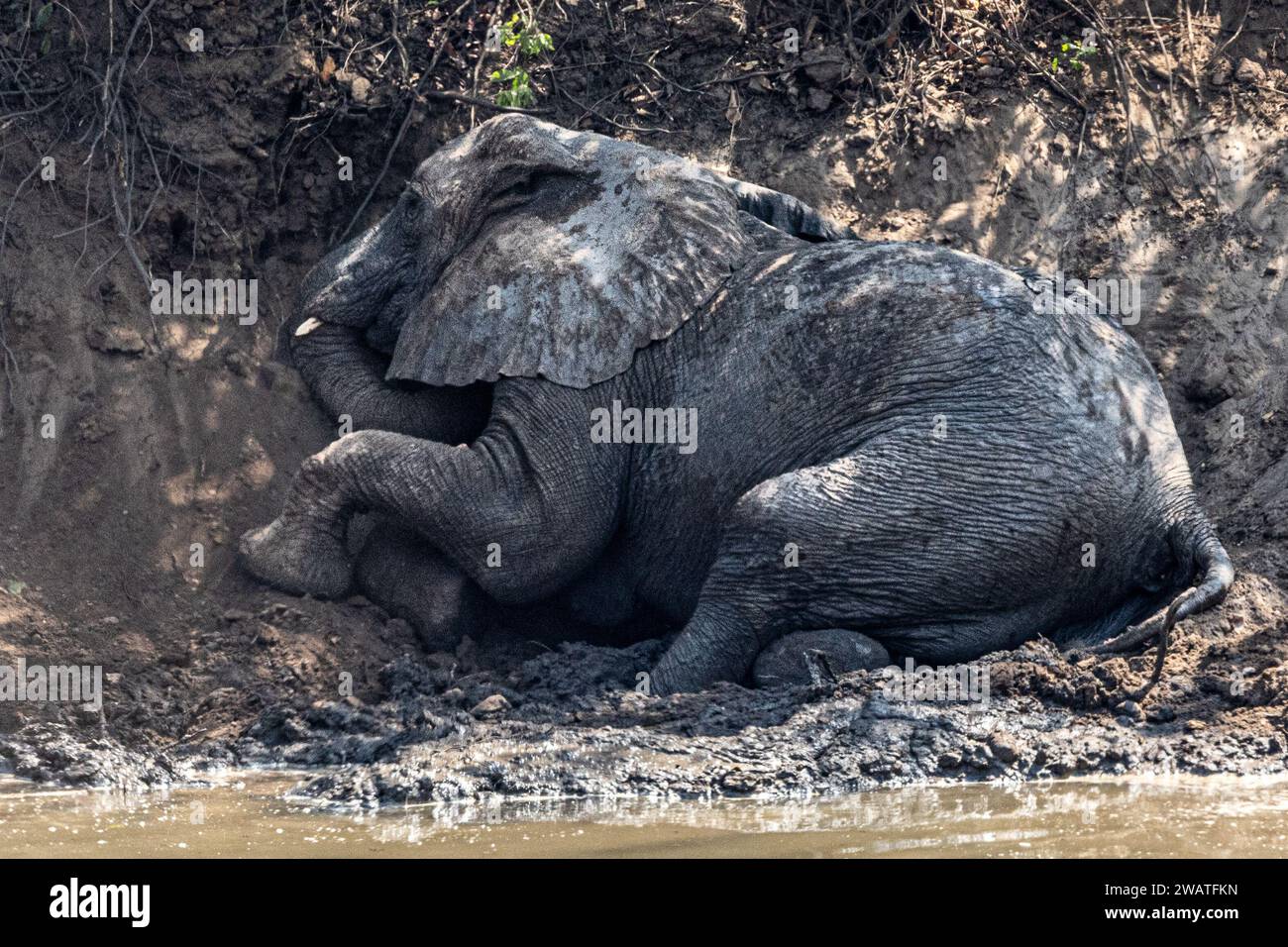 Elefante africano, femmina, che fa un bagno di fango nel fiume Bua, riserva naturale di Nkhotakota, Malawi Foto Stock