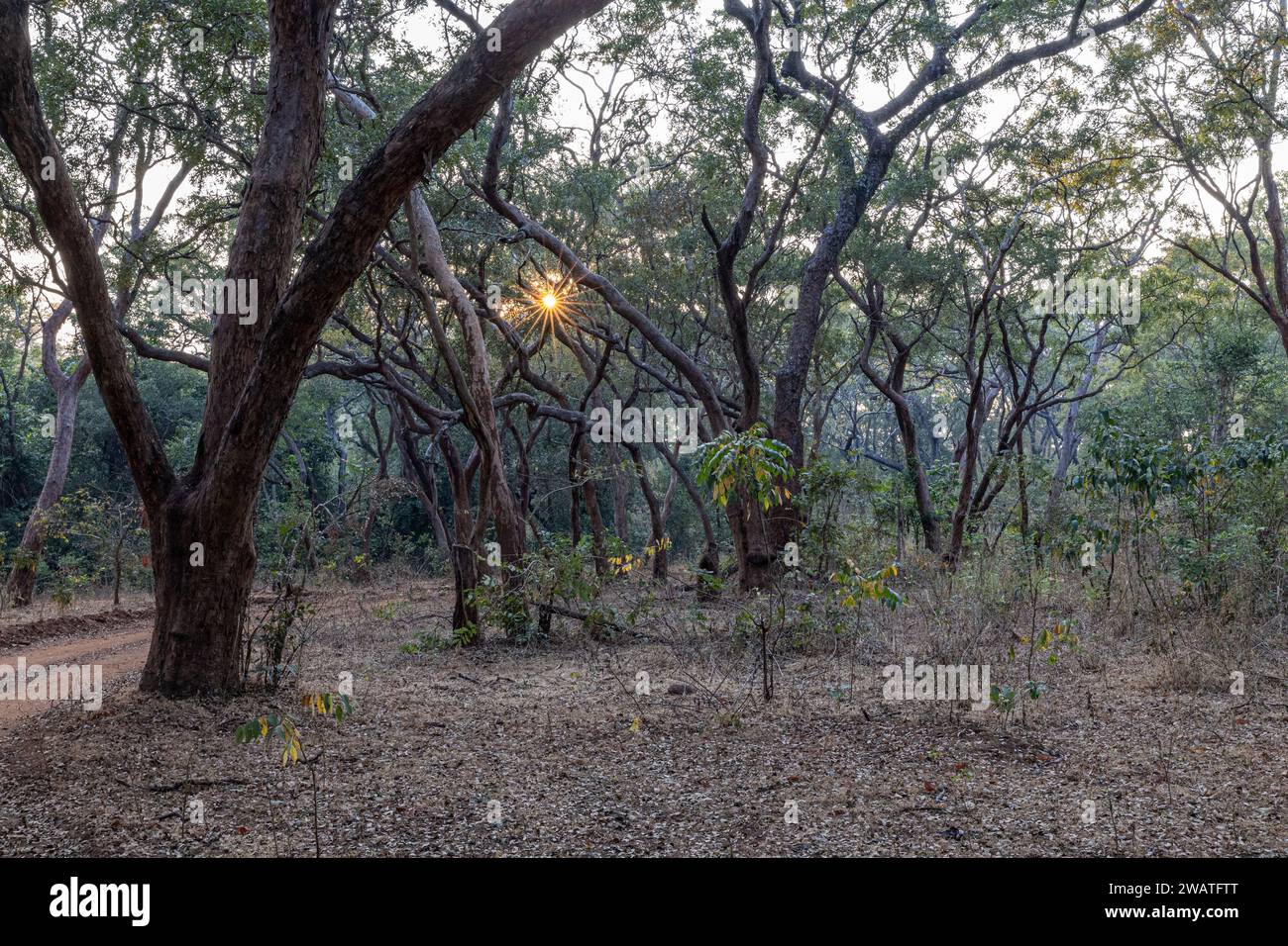 Alba, foresta, riserva naturale di Nkhotakota, Malawi Foto Stock