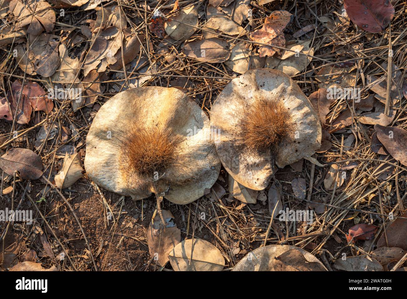 Alato, Kiaat Seed, Dawn, Forest, Nkhotakota Wildlife Reserve, Malawi Foto Stock