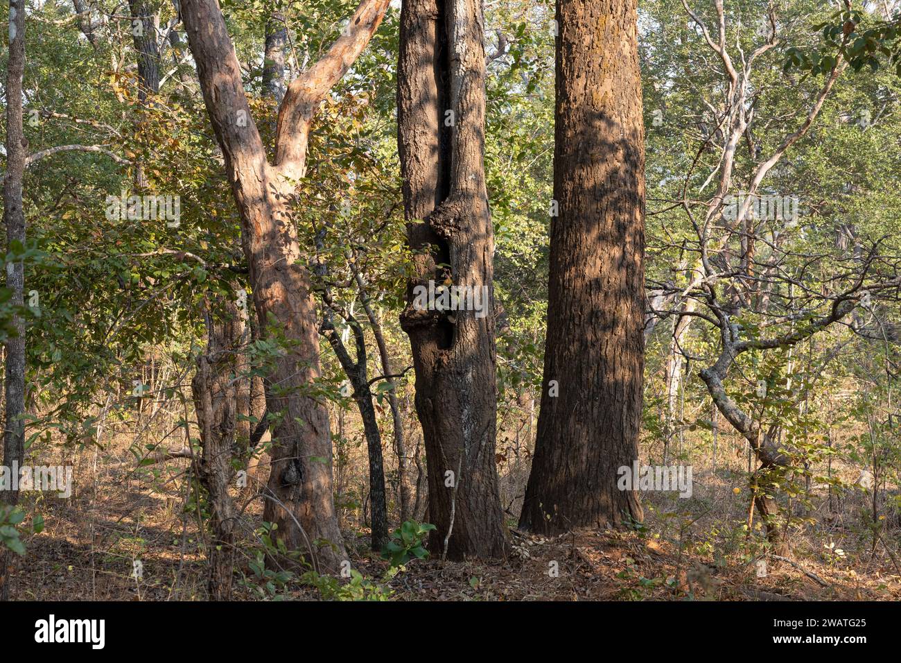 Alba, foresta, riserva naturale di Nkhotakota, Malawi Foto Stock