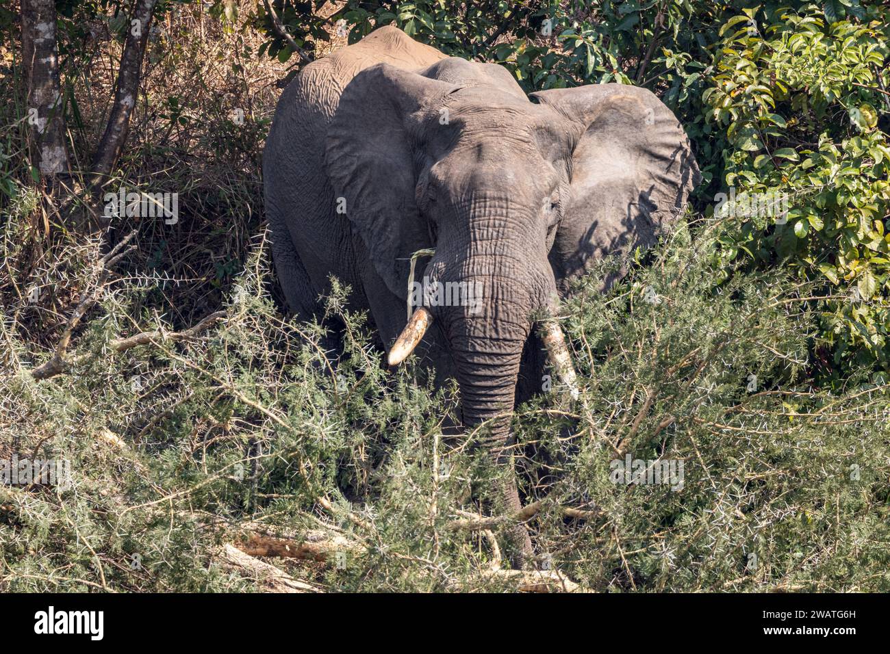 Bul Elephant che mangia il cespuglio di acacia presso il fiume Bau, riserva naturale di Nkhotakota, Malawi Foto Stock