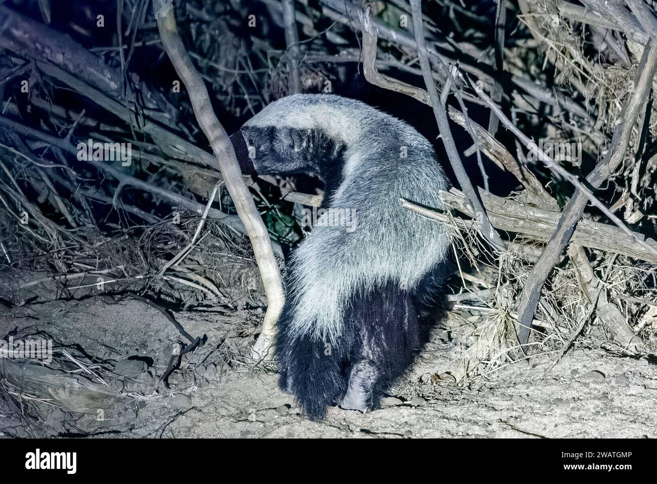 Honey Badger, Safari Notturno, Parco Nazionale di Liwonde, Malawi Foto Stock