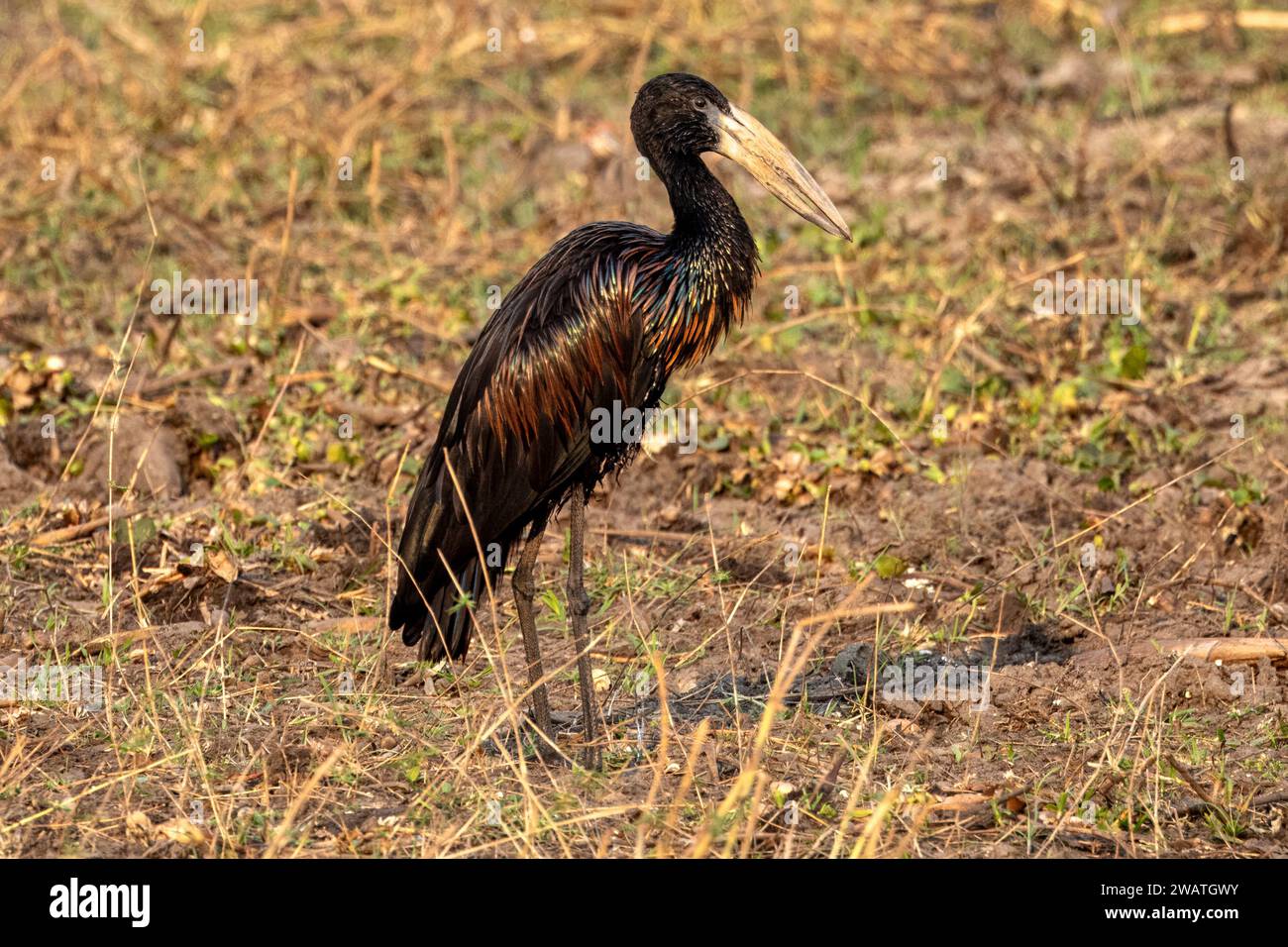 African openbill, Stork, Anastomus lamelligerus, Dawn, Liwonde National Park, Malawi Foto Stock