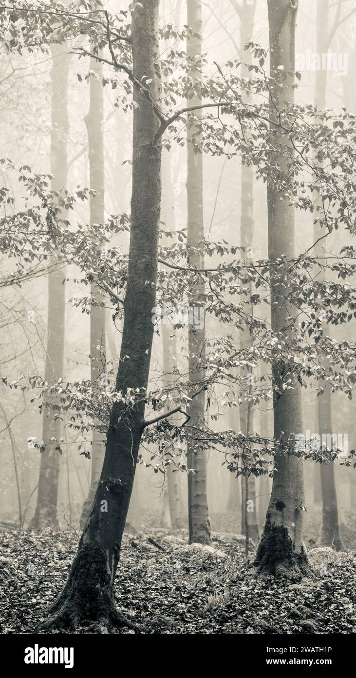Terreno boscoso nebbioso Foto Stock