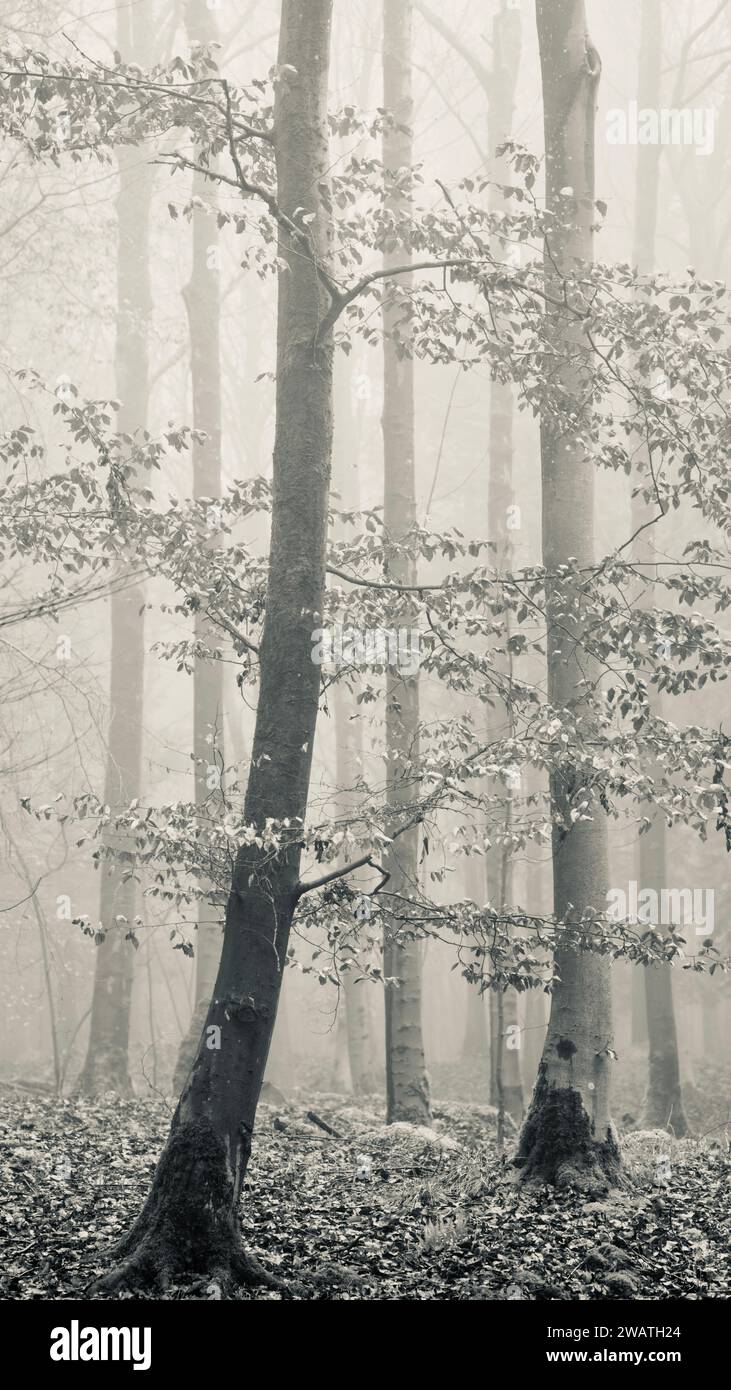 Terreno boscoso nebbioso Foto Stock