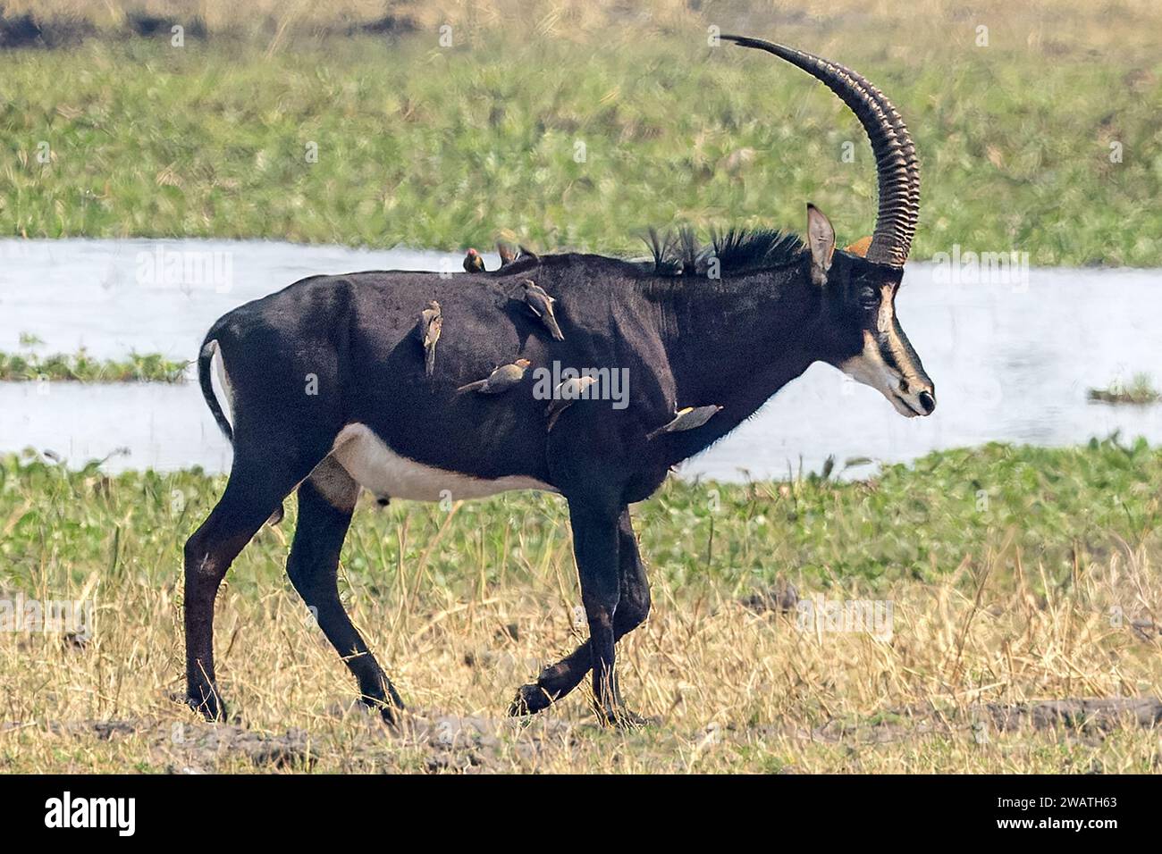 Sable, con picchi di bue dai becchi rossi, fiume Shire, Parco Nazionale Liwonde, Malawi Foto Stock