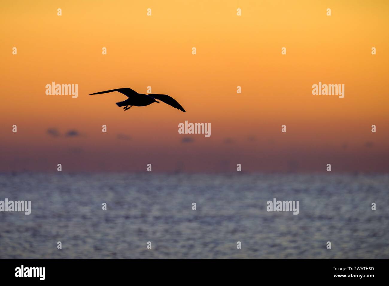Golden Flight: Sea Bird sorvola l'oceano e si staglia contro l'orizzonte dell'alba Foto Stock