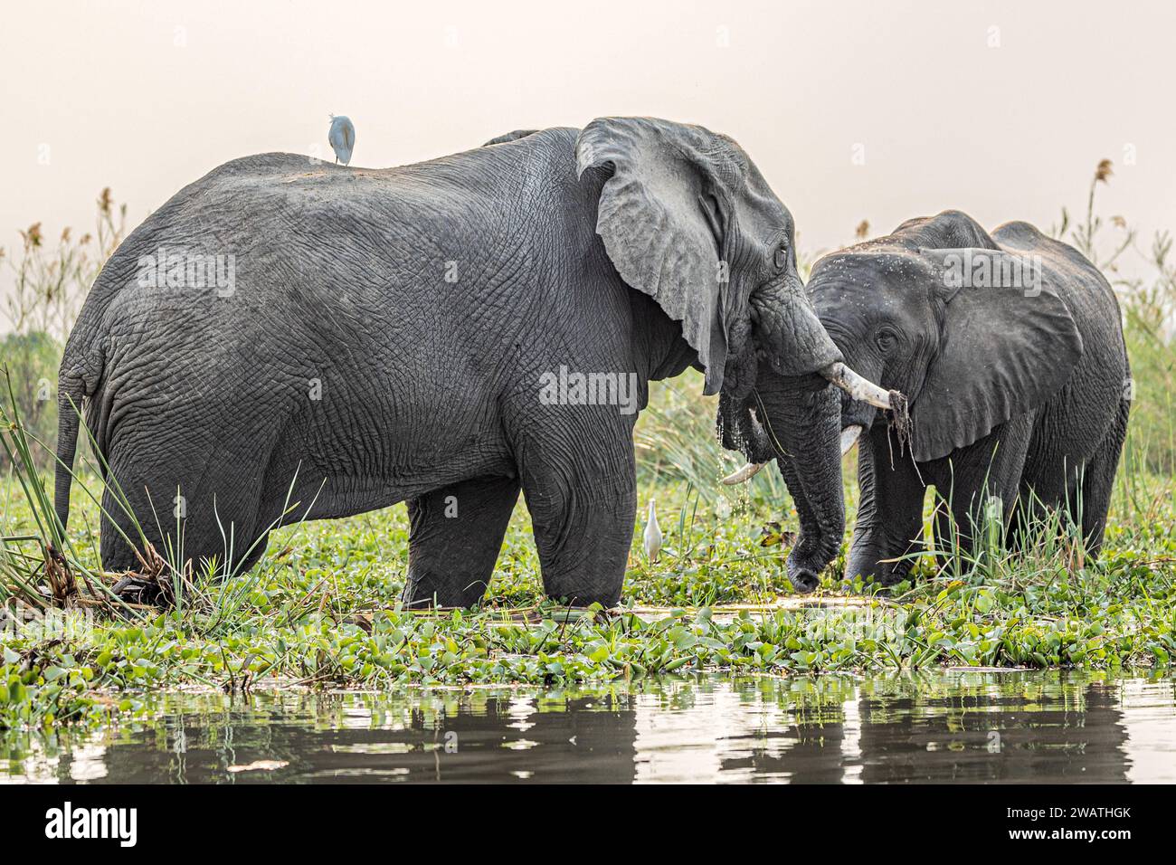 Elefanti Toro: Giovani uomini che salutano più anziani, fiume Shire, Parco Nazionale Liwonde, Malawi Foto Stock