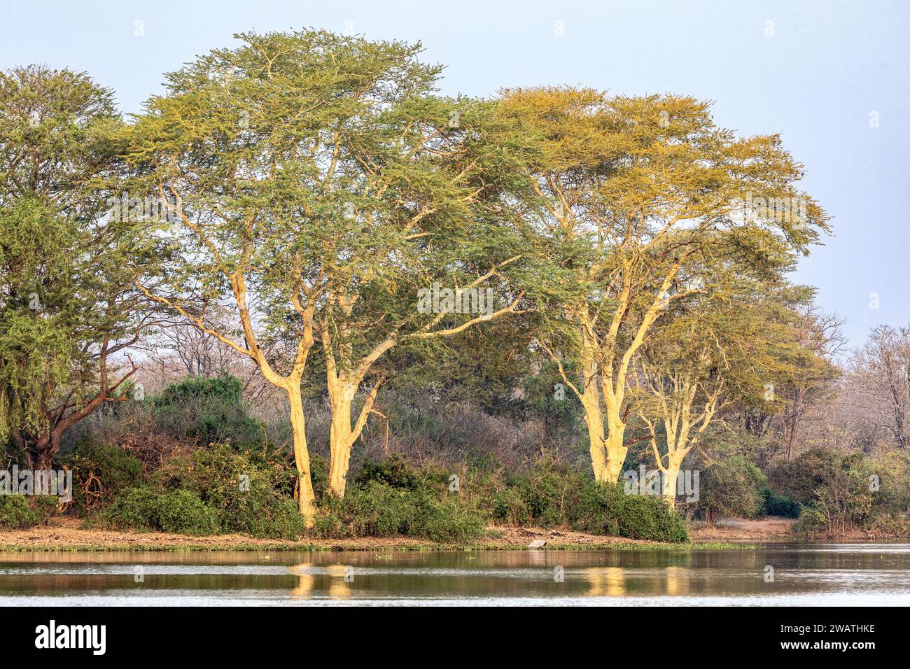 Fever Tree, Shire River, Liwonde National Park, Malawi Foto Stock