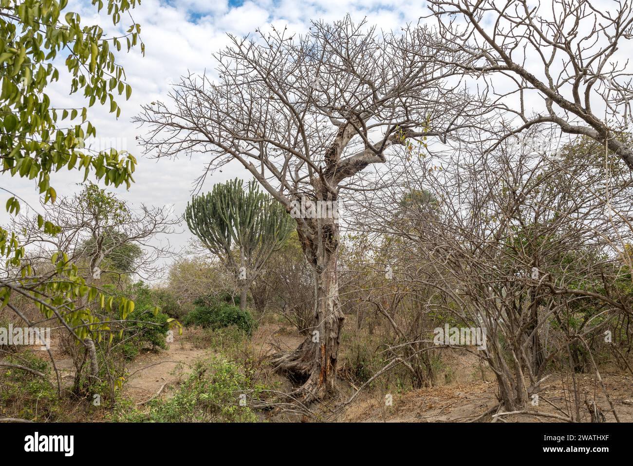 Castagno africano, zecche, falso baobab, Sterculia africana, con candelabro di Euphorbia, posteriore, Liwonde National Park, Malawi Foto Stock