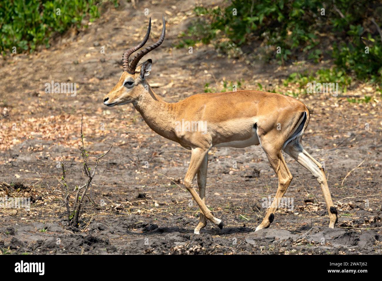 Male Impala, Liwonde National Park, Malawi Foto Stock