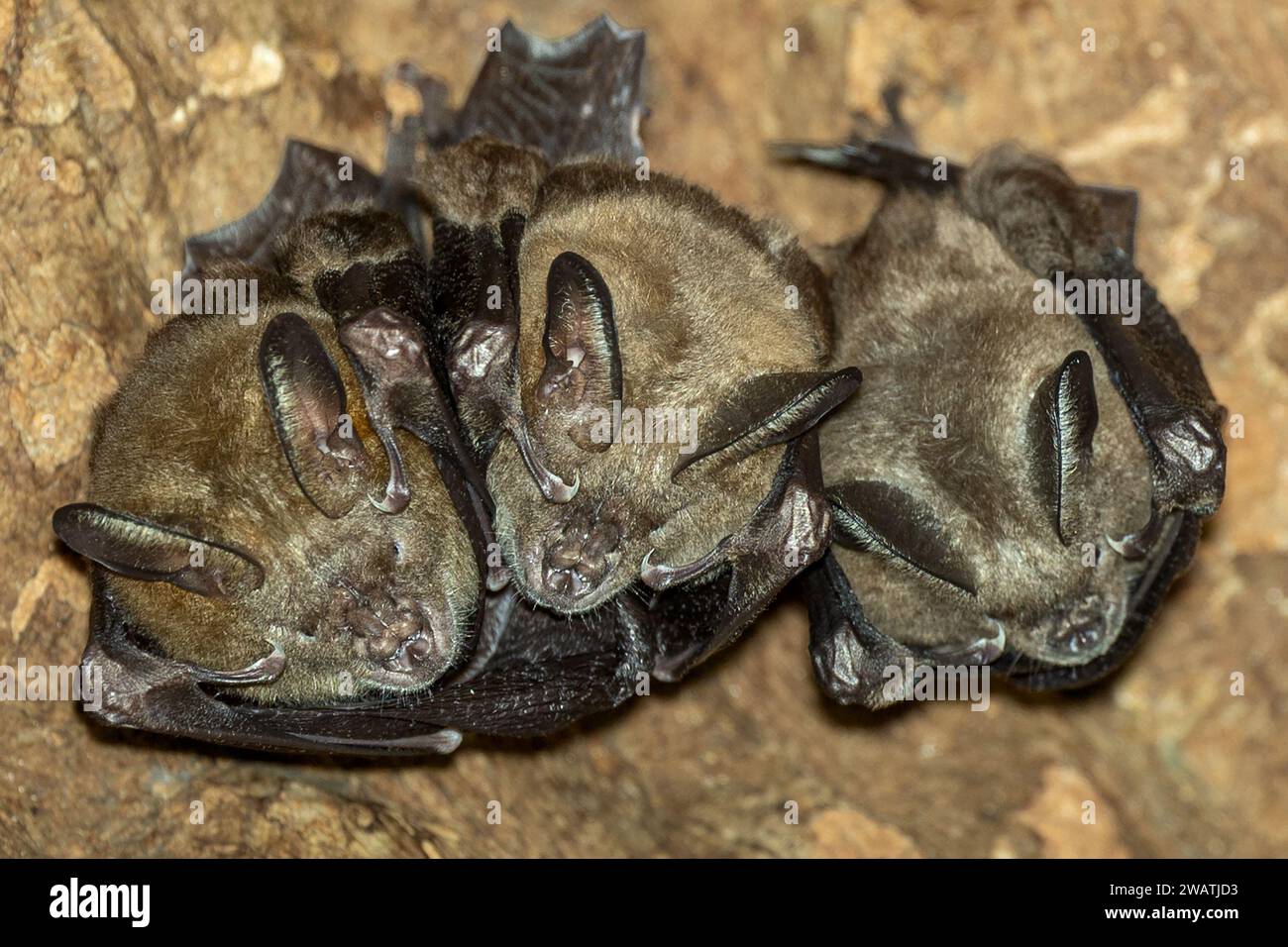 Pipistrelli dalle orecchie grandi, Nycteris macrotis, colonia, roost, baobab all'interno decaduto dallo strangolatore fico, Liwonde National Park, Malawi Foto Stock