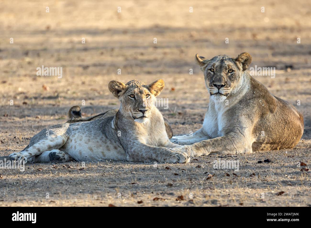 Lioness & Cub, Pride of Lions, Liwonde National Park, Malawi Foto Stock