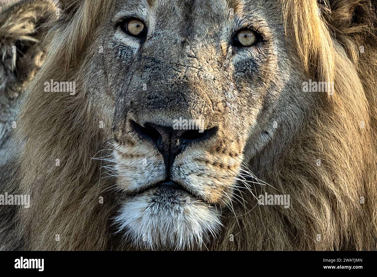 Pride of Lions, Liwonde National Park, Malawi Foto Stock
