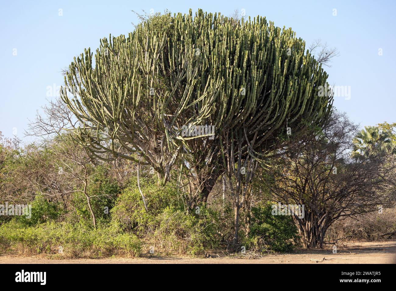 Euphorbia candelabrum, con la sua linfa tossica, Liwonde National Park, Malawi Foto Stock