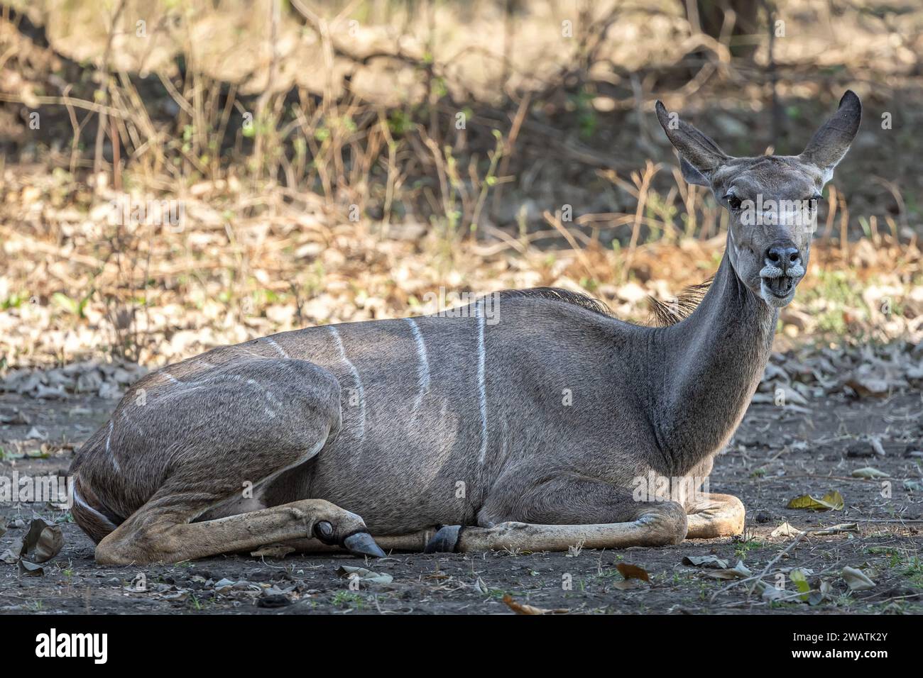 Greater Kudu femminile, masticando il cud, Liwonde National Park, Malawi Foto Stock