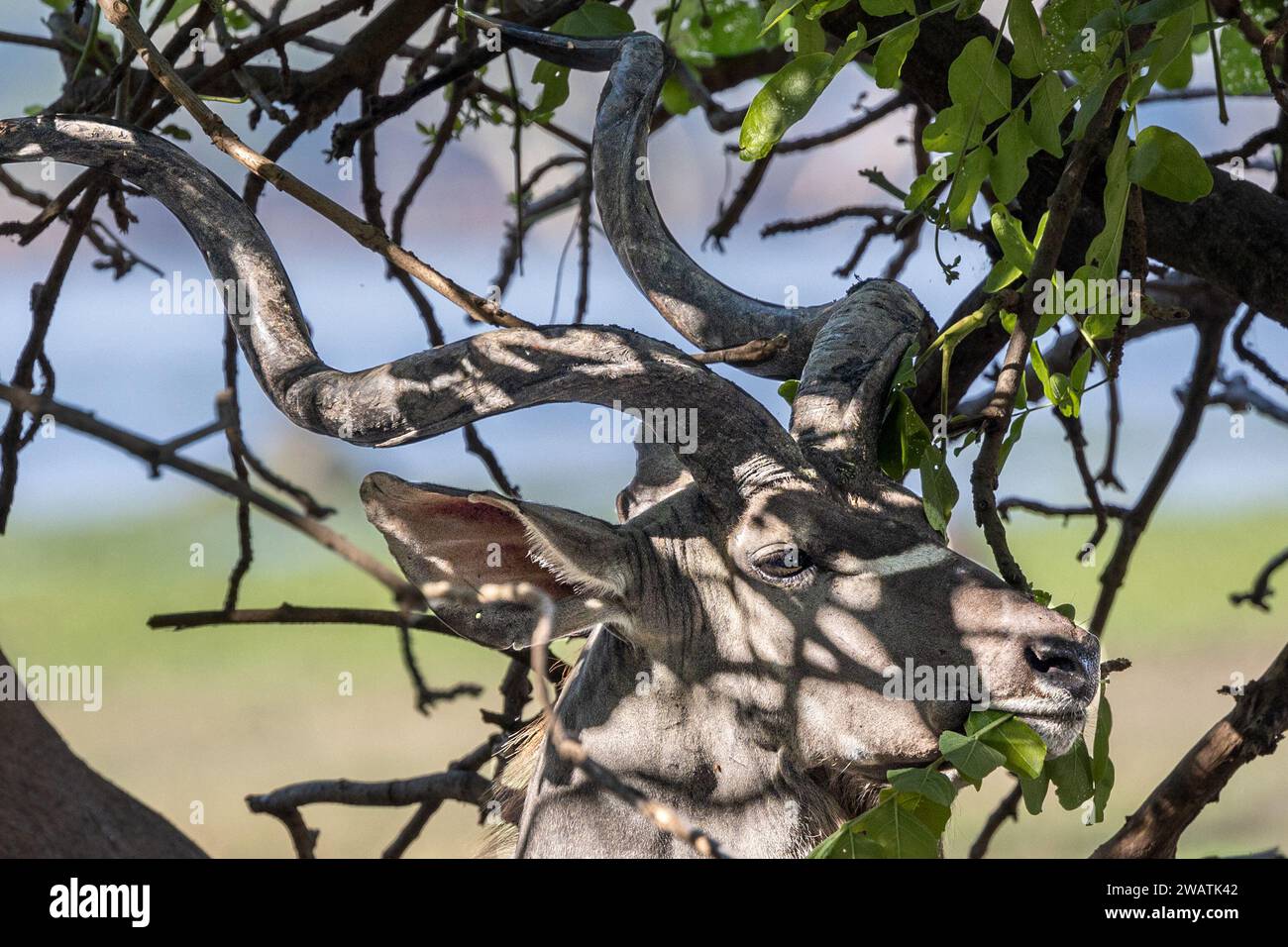 Maschio, grande Kudu, navigazione, Parco Nazionale Liwonde, Malawi Foto Stock