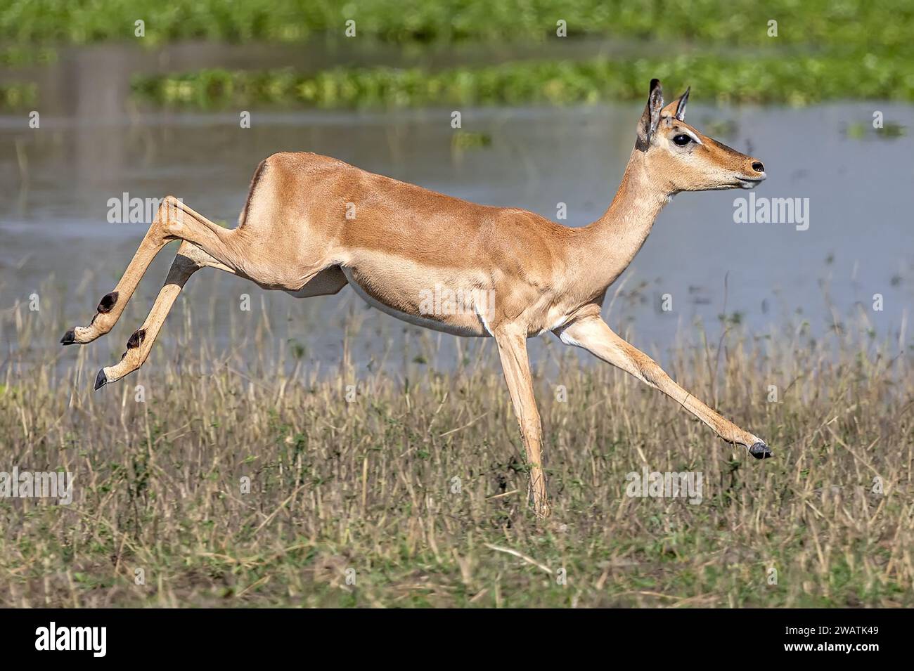 Impala femminile, corsa, bordo del fiume Shire, Parco Nazionale Liwonde, Malawi - sfondo di Giacinto d'acqua Foto Stock