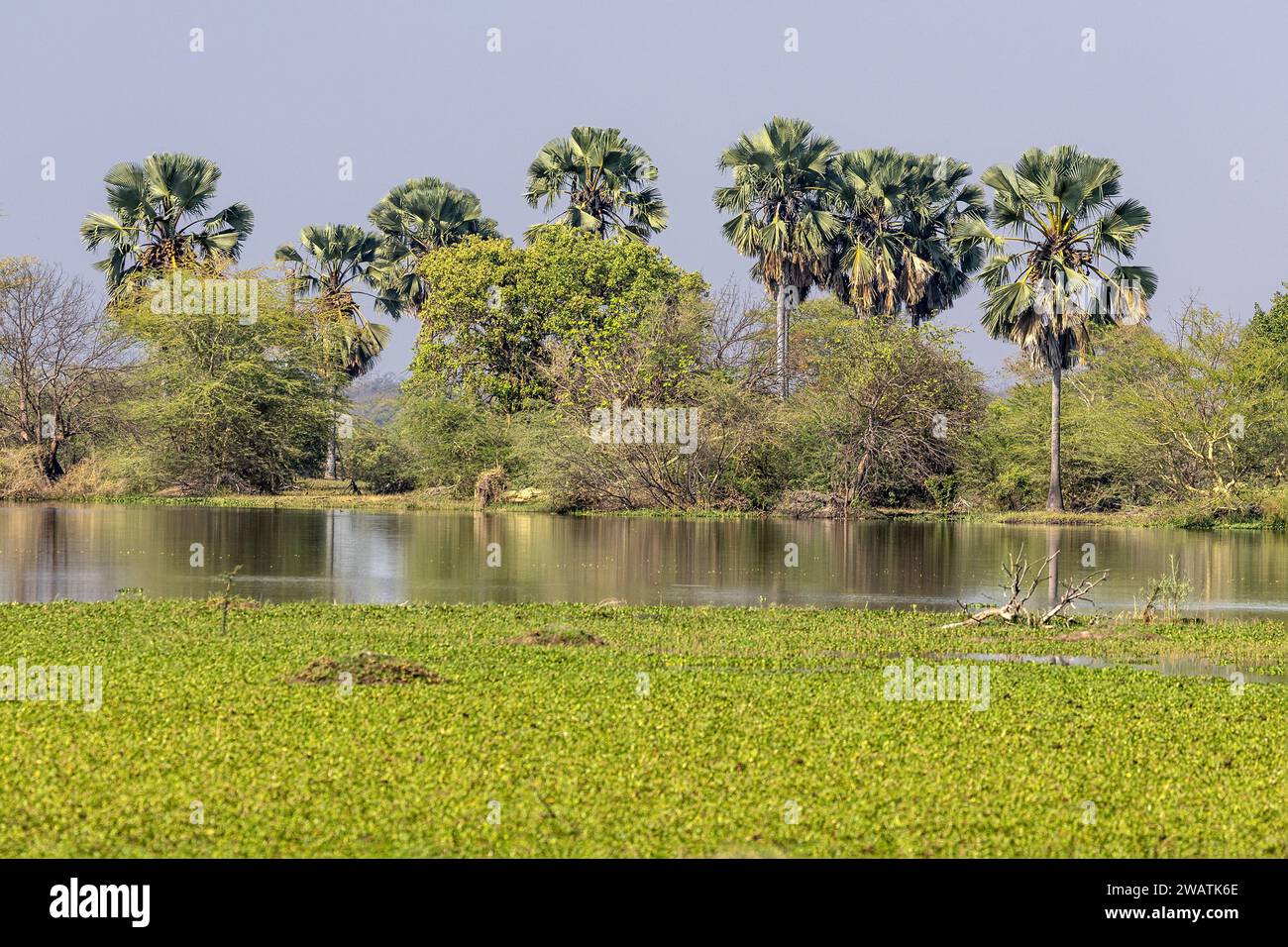 Pianura alluvionale, fiume Shire, palme, Giacinto d'acqua, Parco Nazionale Liwonde, Malawi Foto Stock