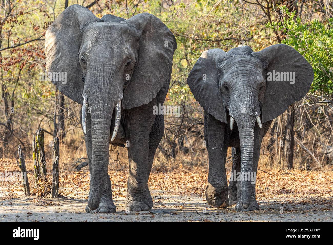 Elefanti, madre e 2 figli, camminando nel Bush, avvertendo con l'orecchio e guardando, Parco Nazionale Liwonde, Malawi Foto Stock