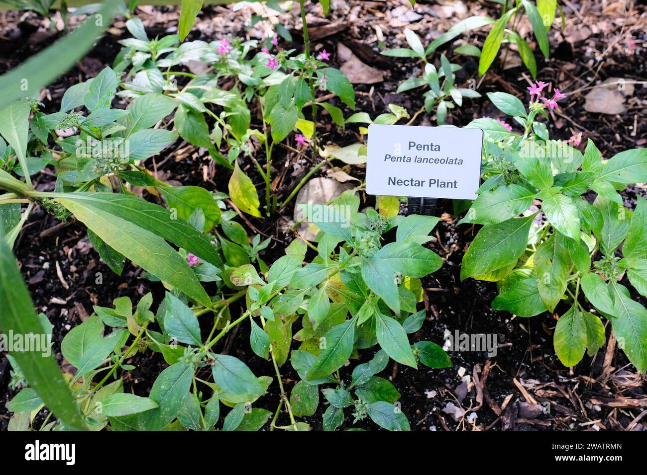 Etichetta in un giardino per la Penta Lanceolata, una pianta erbacea perenne che coltiva fiori popolari con api, farfalle e colibrì; pianta nettare. Foto Stock