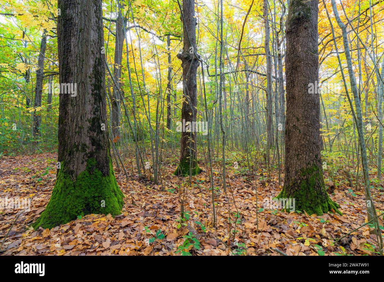 Tronchi d'albero ricoperti di muschio verde in una foresta in autunno ad Harcourt nel Victoria centrale Foto Stock