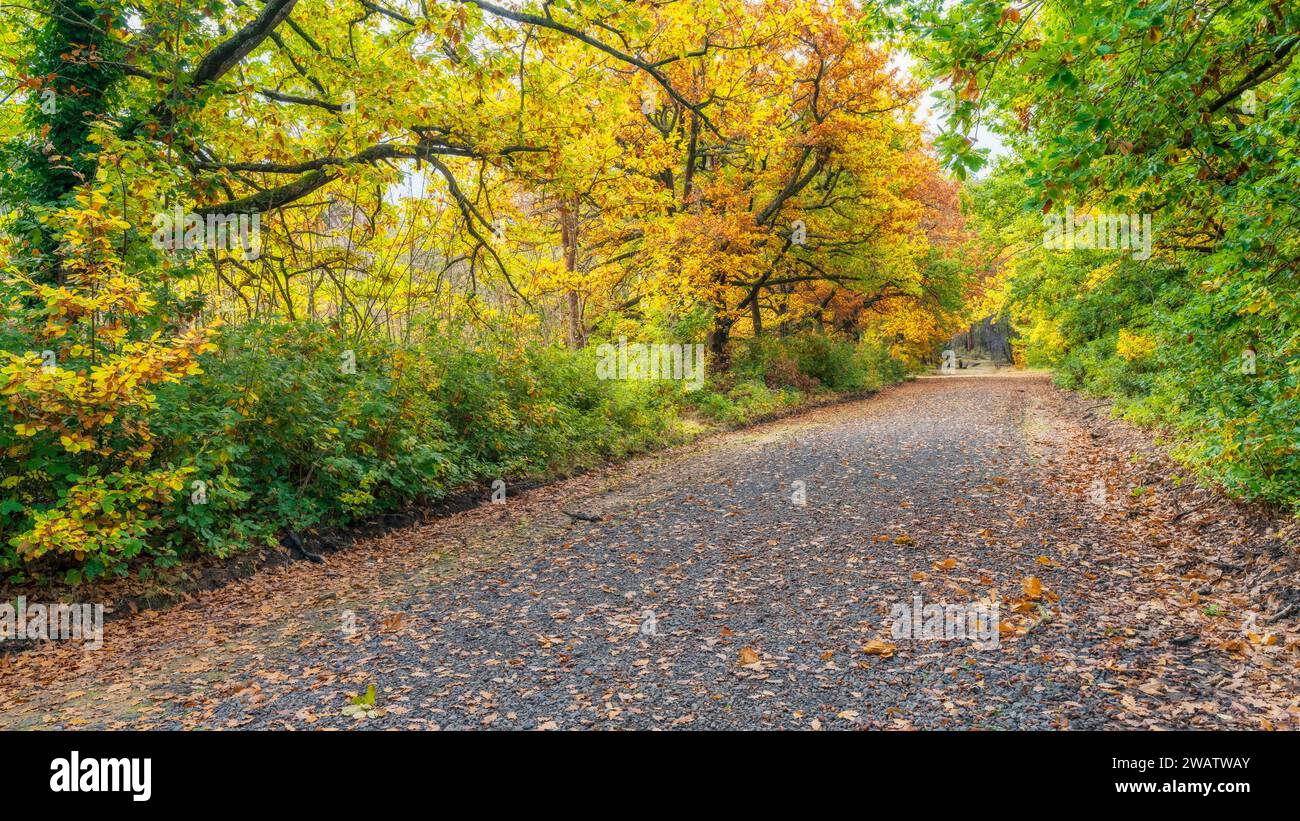 Una strada attraverso una foresta di alberi in pieno autunno a Harcourt, nel Victoria centrale, Australia. Foto Stock