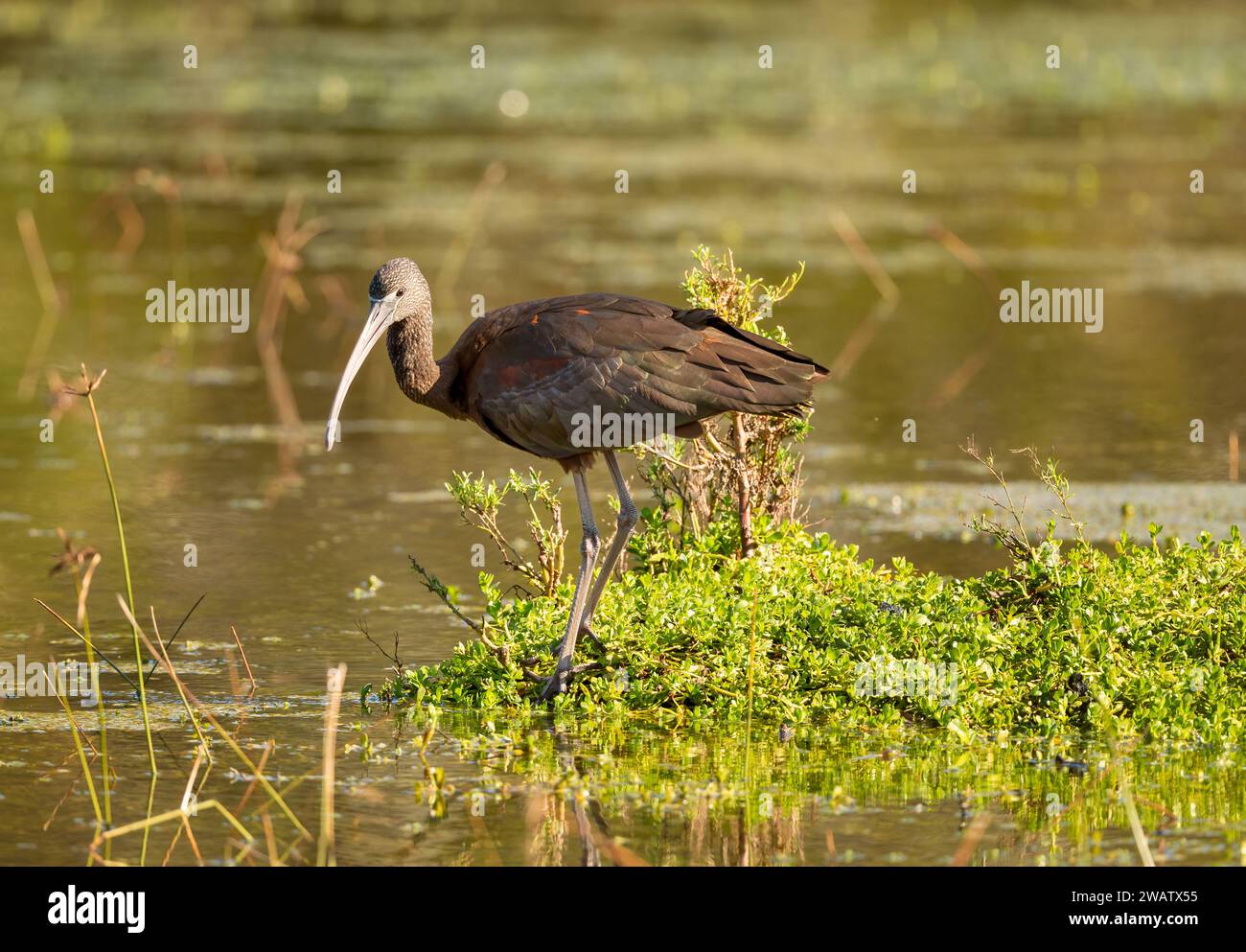 L'ibis lucido (Plegadis falcinellus) con la sua lucentezza metallica iridescente, vive paludi, pianure fangose e zone umide in gran parte dell'Australia. Foto Stock