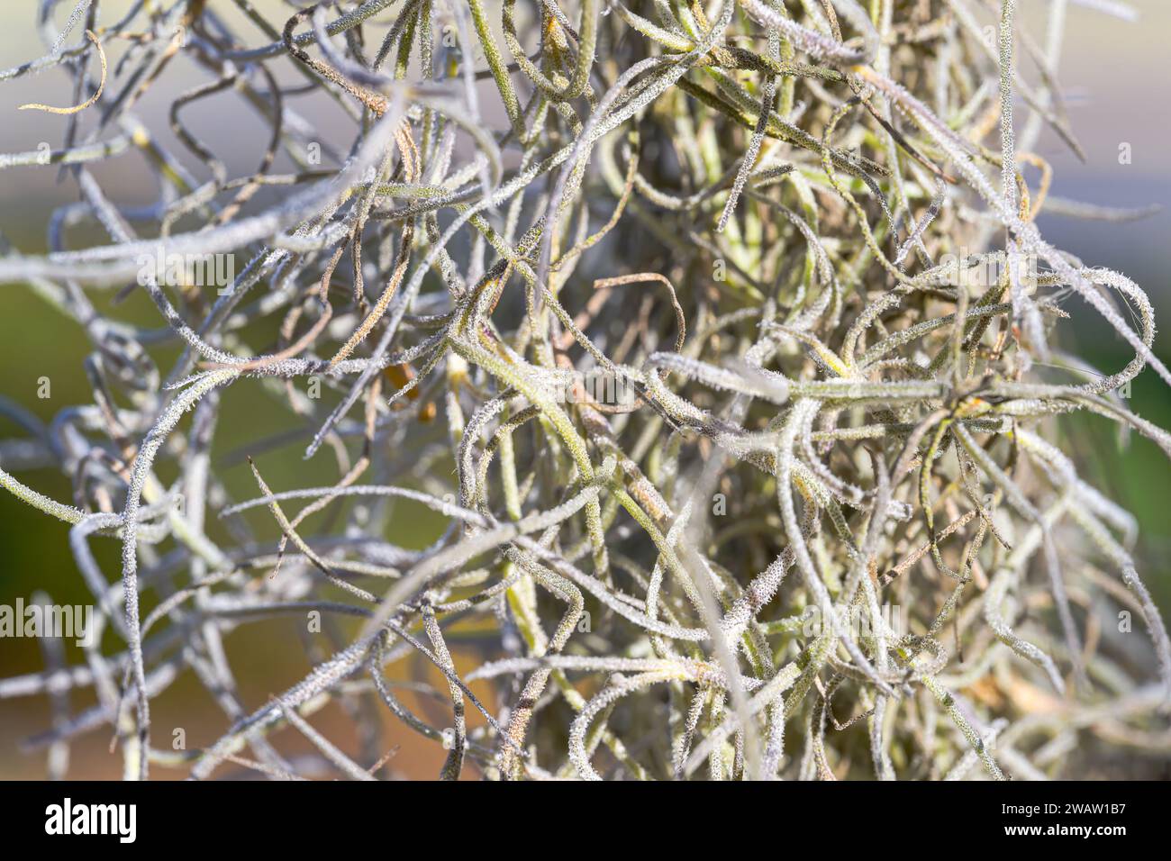 La fotografia macro svela la delicata fibra di muschio spagnolo, ogni filo sussurra nella brezza meridionale. Messa a fuoco selettiva. Foto Stock
