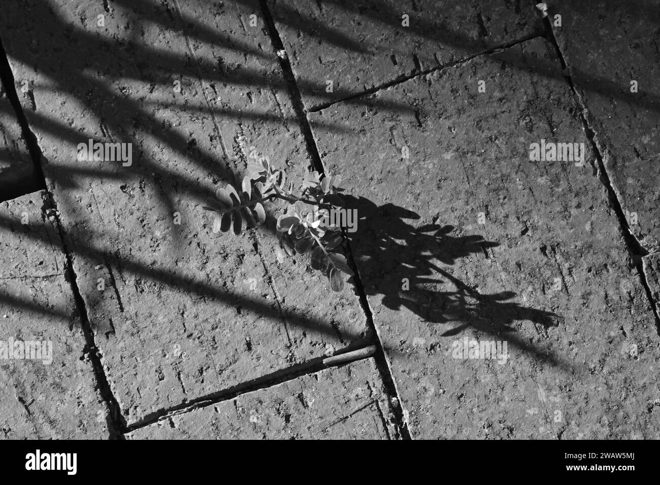 Gettare ombre sul marciapiede dei mattoni Foto Stock
