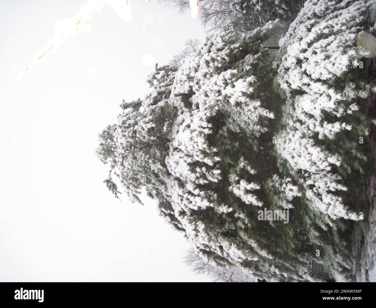 Un alto pino con neve che ricopre le sue arti in monocromia Foto Stock