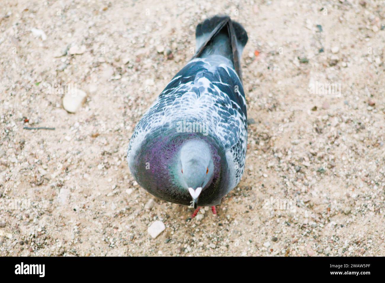 Profilo piccione nella sabbia Foto Stock