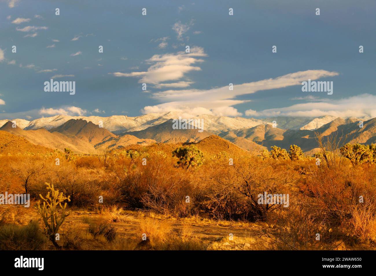 Il deserto dopo una pioggia al tramonto Foto Stock