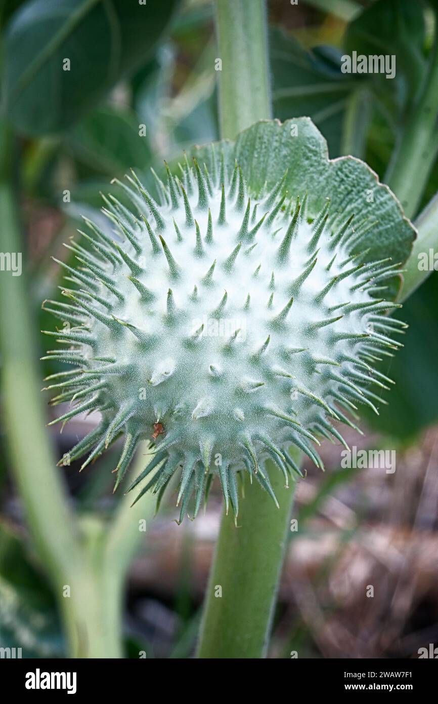 Mela spina (Datura inoxia), frutta e semi. erba perenne. Foto Stock